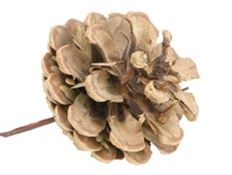 PINECONE 1.75" W/ 7" WIRE 100/PK