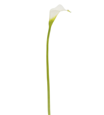 CALLA LILY NT 21&quot; LIGHT GREEN
