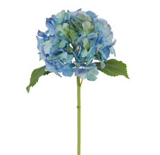 HYDRANGEA NT 21" BLUE