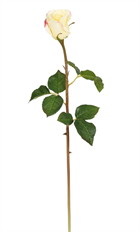 ROSE DUTCHESS BUD 20" LIGHT YEL