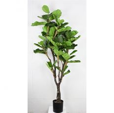 POTTED TREE 72" FIDDLE LEAF GREEN