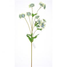 SCABIOSA STEM 26" BLUE/GREEN
