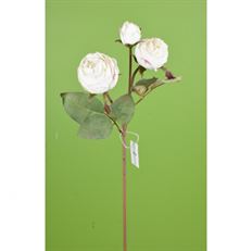 ROSE DRIED 21"X3 WHITE