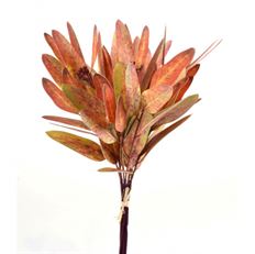 EUCALYPTUS BUNDLE 15" CORAL