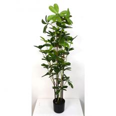 SCHEFFLERA PLANT 48" IN POT GRN