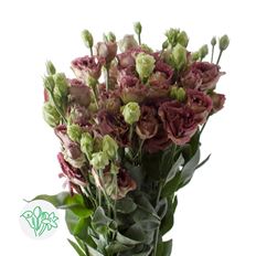 LISIANTHUS BROWN