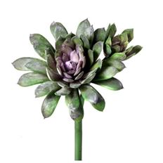 KALE SUCCULENT 7" GREEN/PLUM