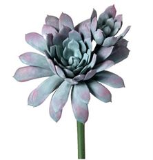 KALE SUCCULENT 7" BLUE/PURP