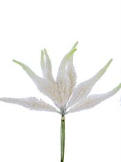 SETARIA BUNDLE15" CREAM