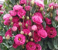 LISIANTHUS HOT PINK