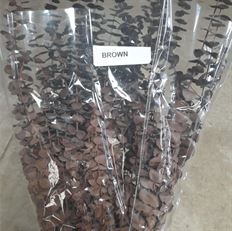 EUCALYPTUS BABY PRES BROWN 16OZ