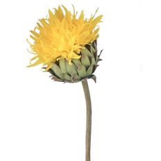 CARDOON JUST CUT 22" YELLOW