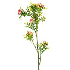 BOXWOOD BERRY 36" PINK