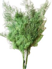 PLUMOSUS EVERGREEN GREEN 18/BU