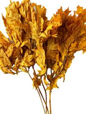 OAK TRANSPARENT MANGO 16 OZ