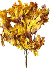 OAK TRANSPARENT BROWNTONE 16 OZ