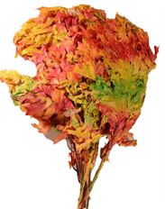 OAK TRANSPARENT HARVESTONE 16 OZ