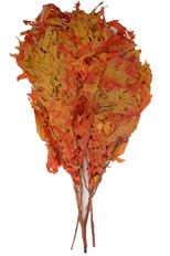 OAK TRANSPARENT AUTUMN 16 OZ