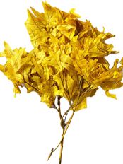 OAK TRANSPARENT YELLOW 16 OZ