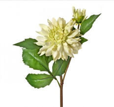 DAHLIA JUST CUT 21" PEACH/GREEN