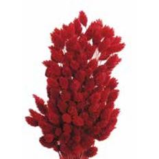 PHALARIS RED 4 OZ/PK