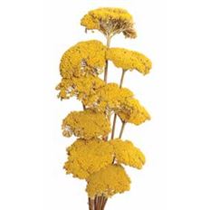 YARROW 22" NATURAL 10/PK