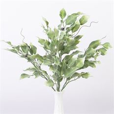 FICUS LEAF BUSH 16" X 5 GREEN/WHT
