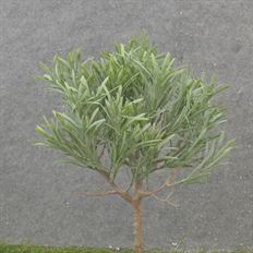 PODOCARPUS BUSH 13" X3 GREEN