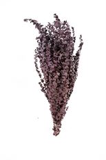 EUCALYPTUS BABY PRES PURPLE 16 OZ