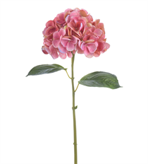 HYDRANGEA NT 25" BURGUNDY