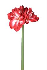 AMARYLLIS 26&quot; RED/WHITE