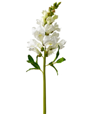 SNAPDRAGON 20.5" WHITE