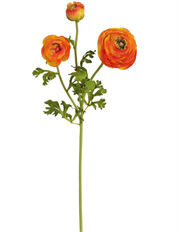 RANUNCULUS STEM 24" ORANGE