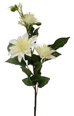 CLEMATIS WILD SPRAY 21" WHITE