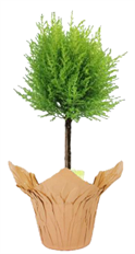 4" GOLDCREST CYPRESS TOPIARY