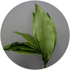 ASPIDISTRA