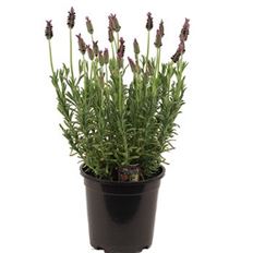 4" LAVENDER TREE