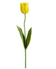 TULIP PARROT 25" YELLOW