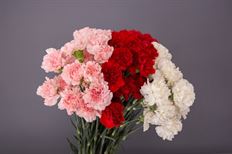 CARNATION HOLIDAY PACK