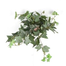 IVY CHARLESTON 24" GREEN/GREY