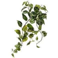 POTHOS BUSH 27" GREEN/WHT