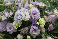 LISIANTHUS LAVENDER