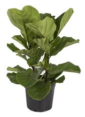 8" FIDDLE LEAF FIG