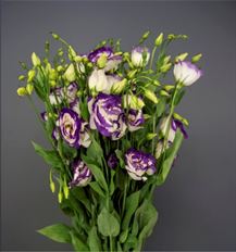 LISIANTHUS BI-COLOR