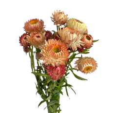 STRAWFLOWER