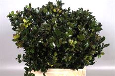 HOLLY FOLIAGE BLUE PRINCE