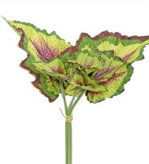 BEGONIA LEAF 14" X6 YELLOW/BURGUNDY
