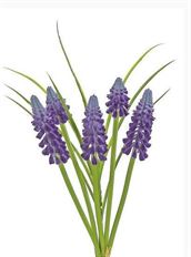 GRAPE HYACINTH 10" BU/5 PURPLE