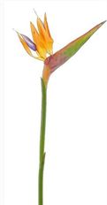 BIRD OF PARADISE 32" ORANGE