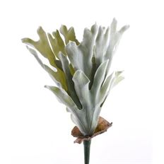 STAGHORN FERN 18" GREY/NAT